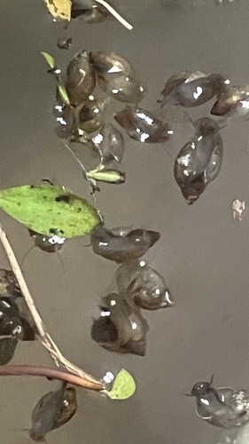 100 bladder snails live - snails,,