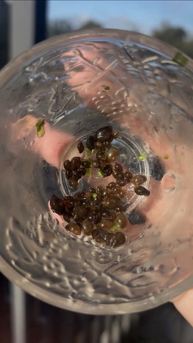Live bladder snails - live,