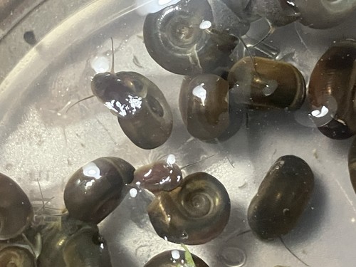 200 snails bladder - snails,