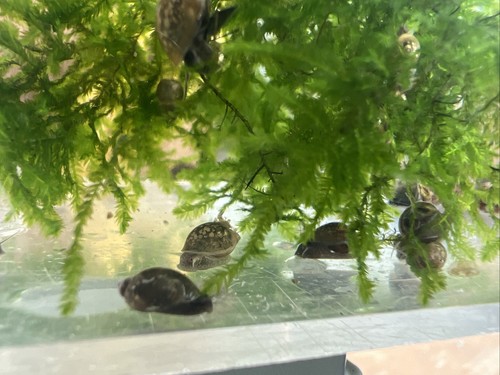 200 pond bladder snails - 200,